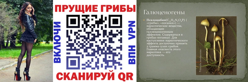 Галлюциногенные грибы Cubensis  где найти наркотики  Пугачёв 